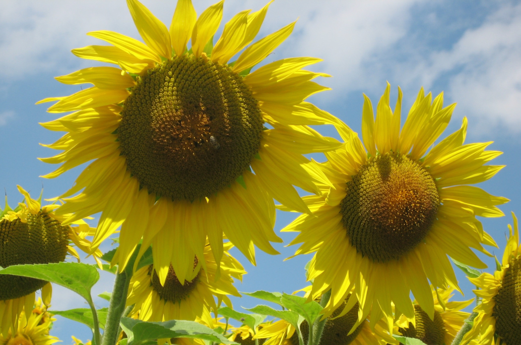 Sonnenblumen